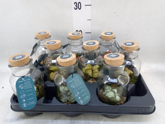 <h4>Arr.    Planten  L%</h4>