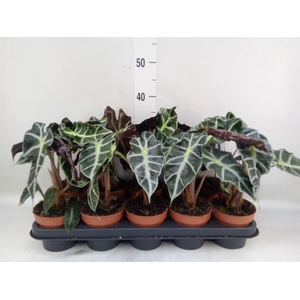 Alocasia amazonica 'Polly'