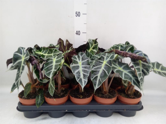 <h4>Alocasia amazonica 'Polly'</h4>
