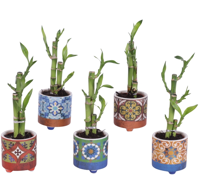 <h4>Lucky Bamboo Toef in Ceramic Pot Agadir Ø06cm</h4>