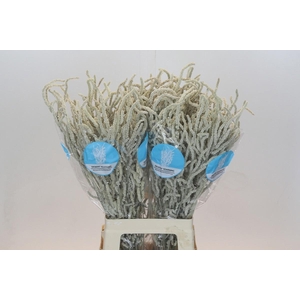 AMAR YEARMING DESERT