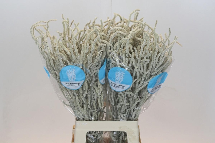 <h4>AMAR YEARMING DESERT</h4>