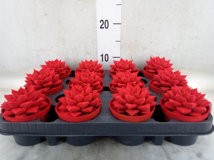 <h4>Echeveria purpusorum</h4>