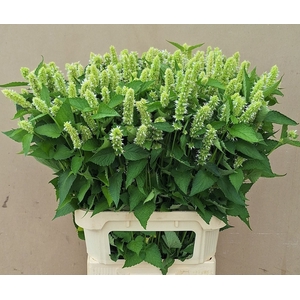 AGASTACHE OV