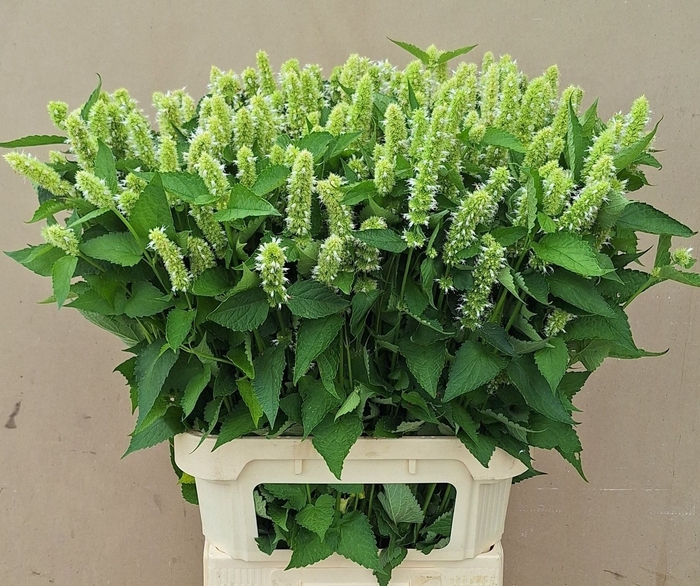 <h4>AGASTACHE OV</h4>