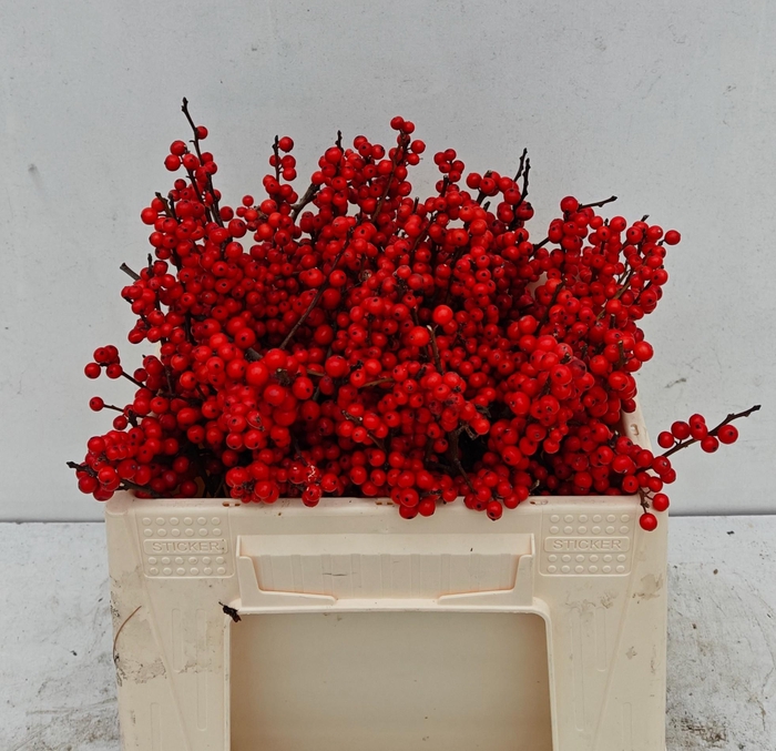 <h4>ILEX VE RODE BES</h4>