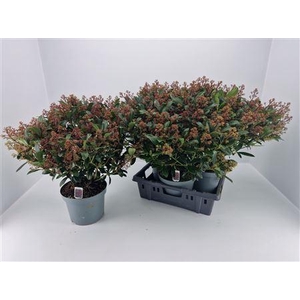 Skimmia Jap. Rubella P23 60+