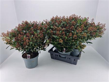 <h4>Skimmia Jap. Rubella P23 60+</h4>