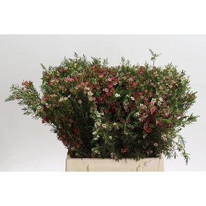 WAXFLOWER MY SWEET 16 16GR