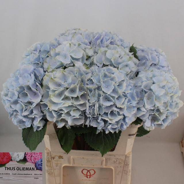 <h4>HYDR M CH VERENA BL</h4>