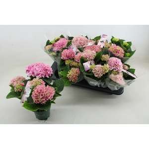 HYDR M MAG REVOLUTIO