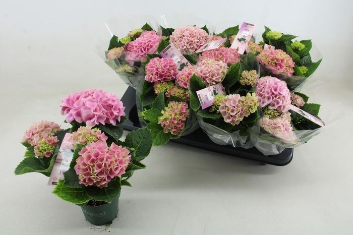 <h4>HYDR M MAG REVOLUTIO</h4>