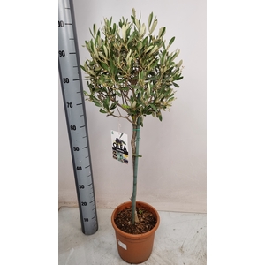 OLEA EUROPAEA