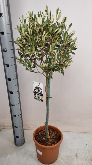 <h4>OLEA EUROPAEA</h4>