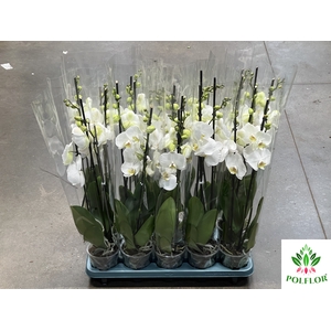 Phalaenopsis Biały 12Ø 70cm 3 Pędy