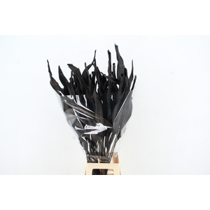DF Strelitzia Leaf Black