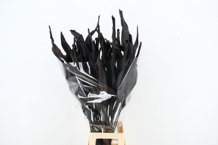 <h4>DF Strelitzia Leaf Black</h4>