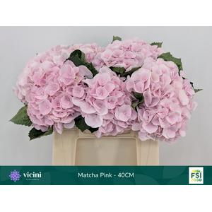 Matcha Pink - 40CM