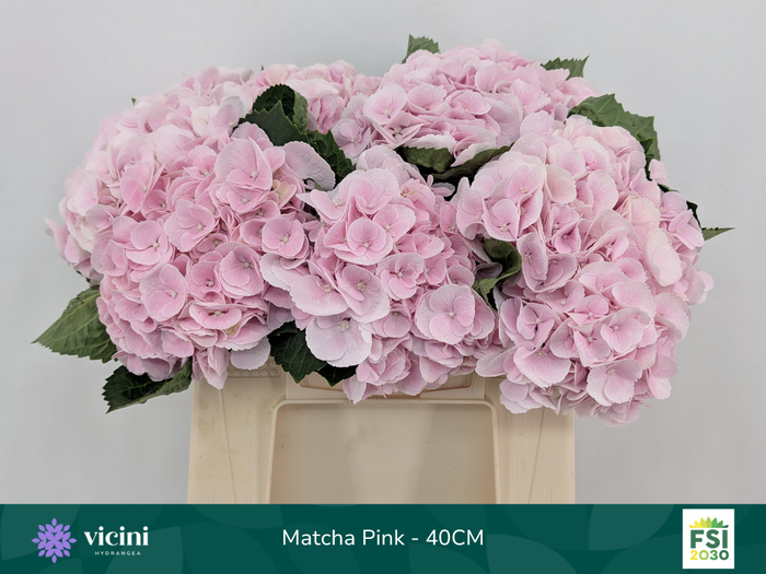 <h4>Matcha Pink - 40CM</h4>