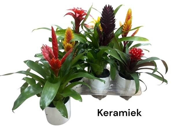 <h4>ARR BROMELIA</h4>