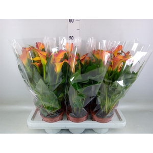 Zantedeschia  'Captain Lido'