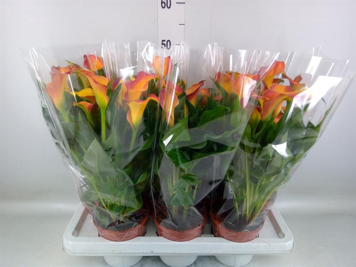 <h4>Zantedeschia  'Captain Lido'</h4>