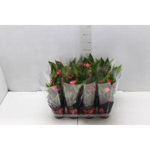 ANTHURIUM MINI MILLION FLOWERS P09