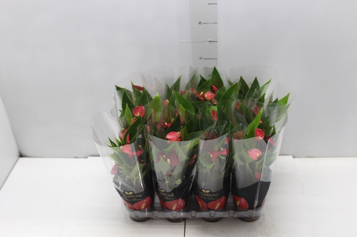 <h4>ANTHURIUM MINI MILLION FLOWERS P09</h4>