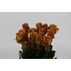 Rosa ec toffee