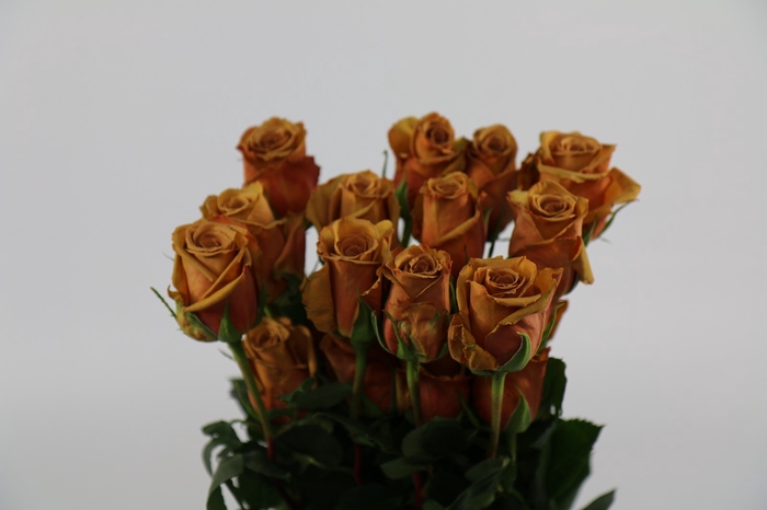 <h4>Rosa ec toffee</h4>