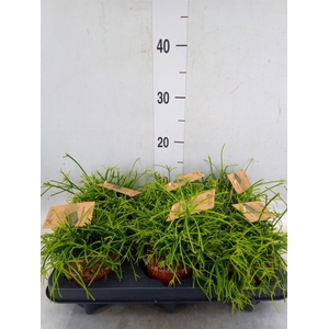 Rhipsalis baccifera 'Oasis'