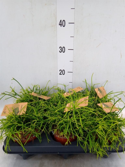 <h4>Rhipsalis baccifera 'Oasis'</h4>