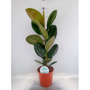Ficus elastica 'Robusta'