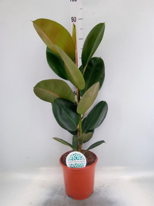 <h4>Ficus elastica 'Robusta'</h4>