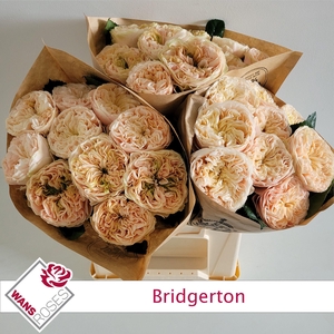 R GR BRIDGERTON