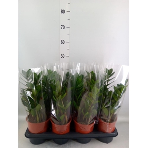 Zamioculcas zamiifolia