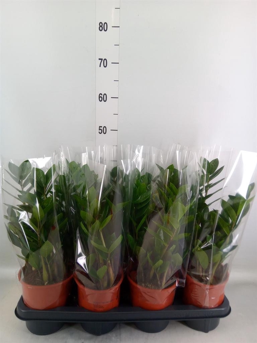 <h4>Zamioculcas zamiifolia</h4>