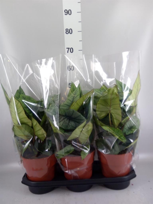 <h4>Alocasia  'Platinum'</h4>