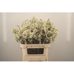 Chamelaucium Dawn Pearl