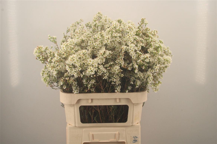 <h4>Chamelaucium Dawn Pearl</h4>