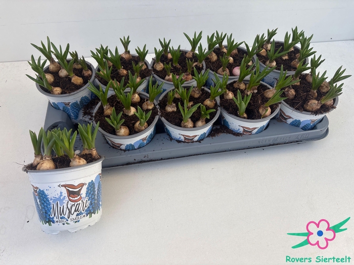 <h4>MUSCAR BIG SMILE</h4>