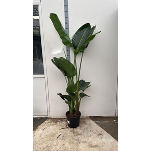 Strelitzia alba