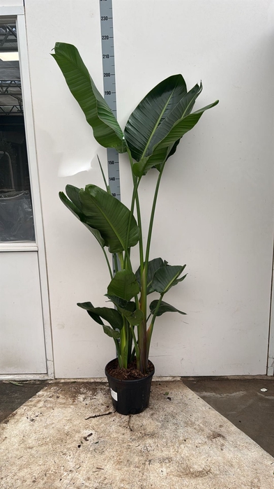 <h4>Strelitzia alba</h4>