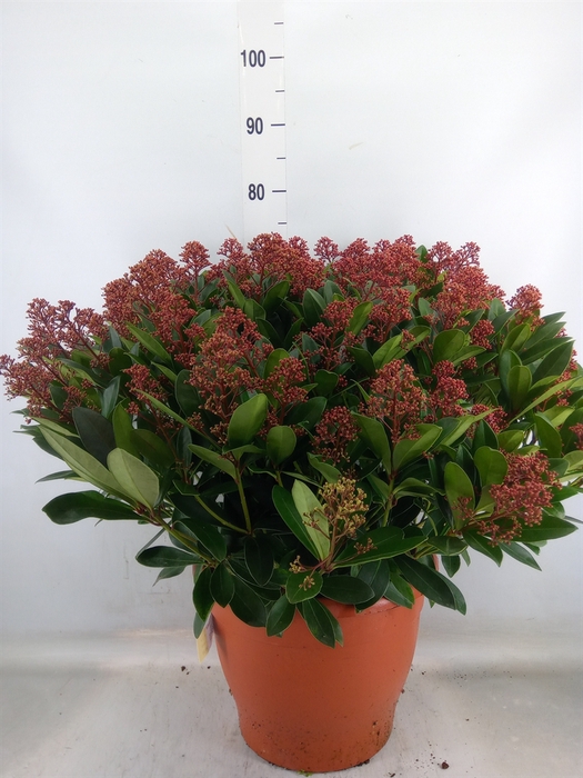<h4>Skimmia jap. 'Rubella'</h4>
