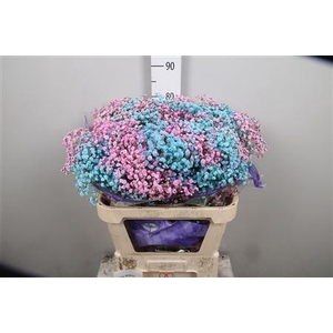 Gypsophila   ...colored  H%