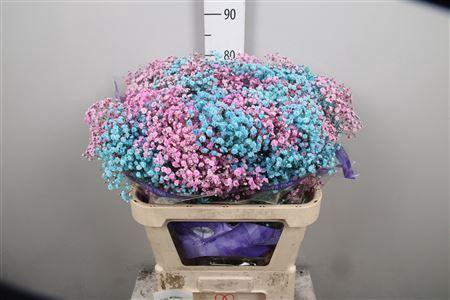<h4>Gypsophila   ...colored  H%</h4>