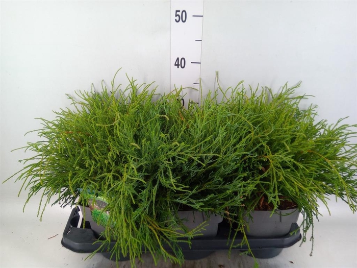 Chamaecyparis pis. 'Filifer Nana'