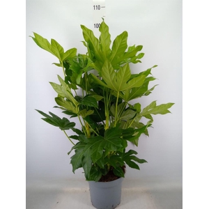 Fatsia japonica   ...