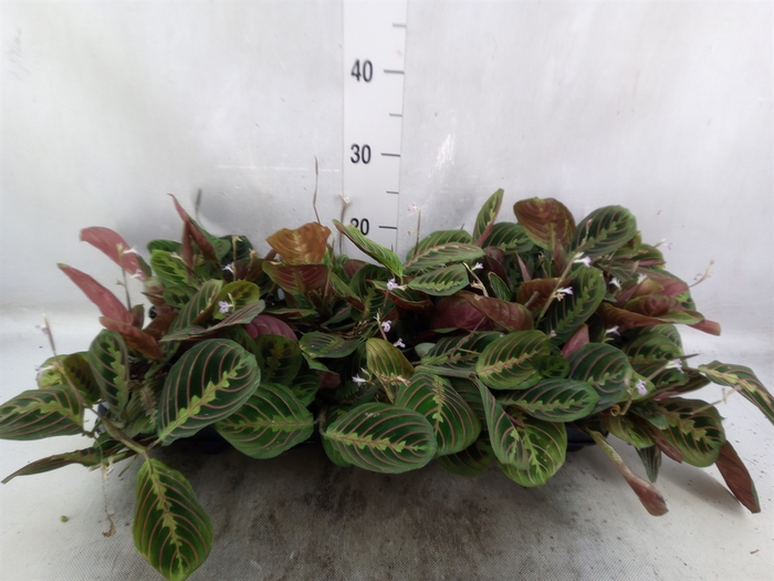 <h4>Maranta leuc. 'Fascinator'</h4>