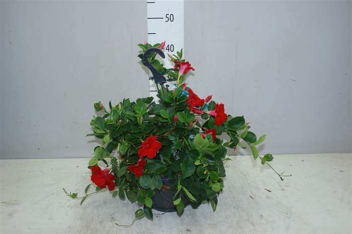 <h4>Mandevilla Sun Velvet Red Hang</h4>